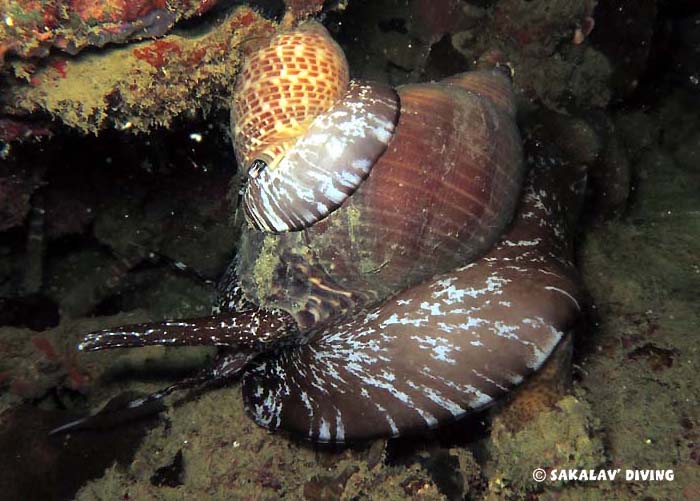 Night dive Nosy Be Madagascar